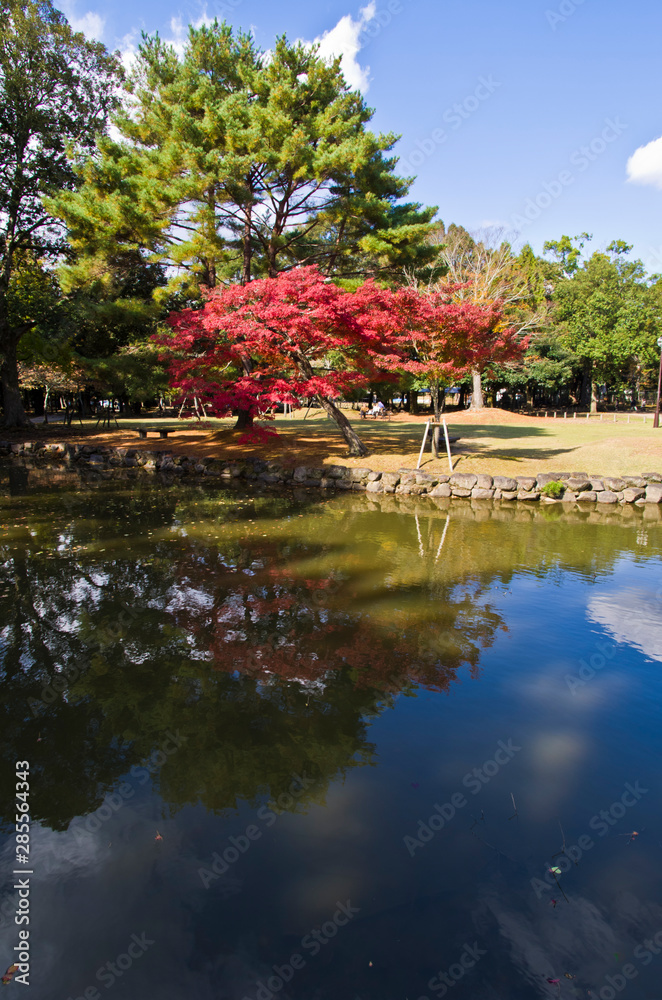 Autumn leaves are reflected in the pond .