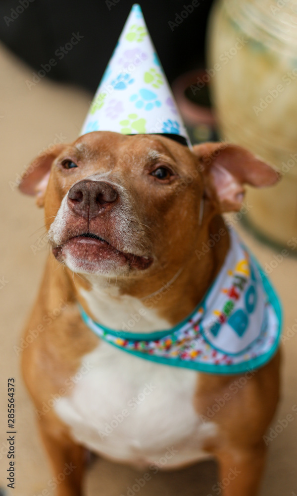 Birthday Boy Pit Bull Dog 