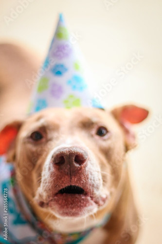 Birthday Boy Pit Bull Dog  photo