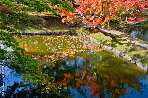 Fototapeta Naklejka Na Ścianę i Meble -  Autumn leaves are reflected in the pond .