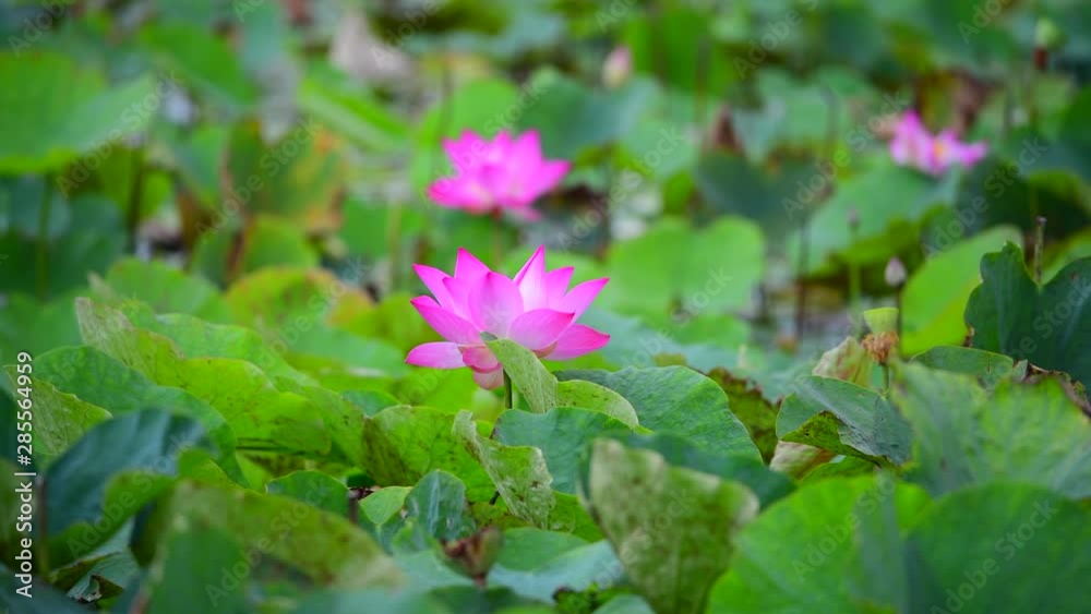 Pink lotus flower. The background is the pink lotus flowers and yellow lotus bud in a pond. Peace scene in a countryside, Vietnam Pink lotus flower. The background is the pink lotus flowers and yellow lotus bud in a pond. Peace scene in a countryside, Vietnam