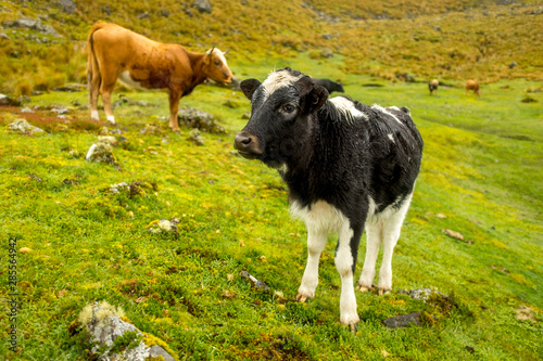 Bolivia, Cordillera. Cows on Grass.
