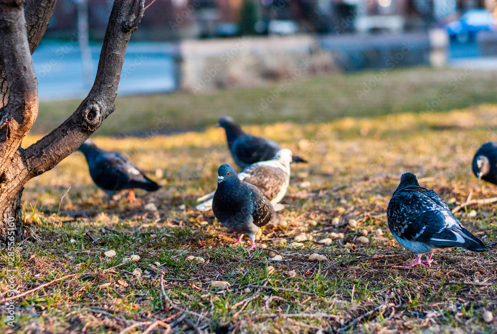 Fototapeta premium Pigeons Eating Grains, Peanuts that People Throw in the Park in Montreal - Quebec