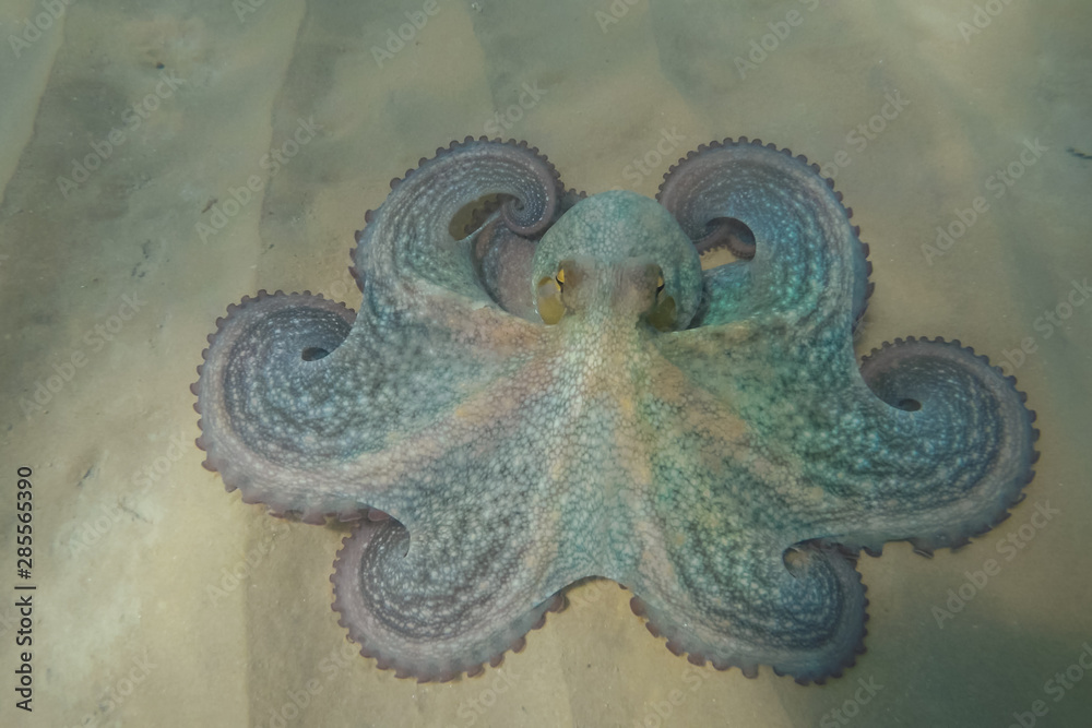 Octopus on the sand at the bottom of the sea Octopus on the sand at the bottom of the sea