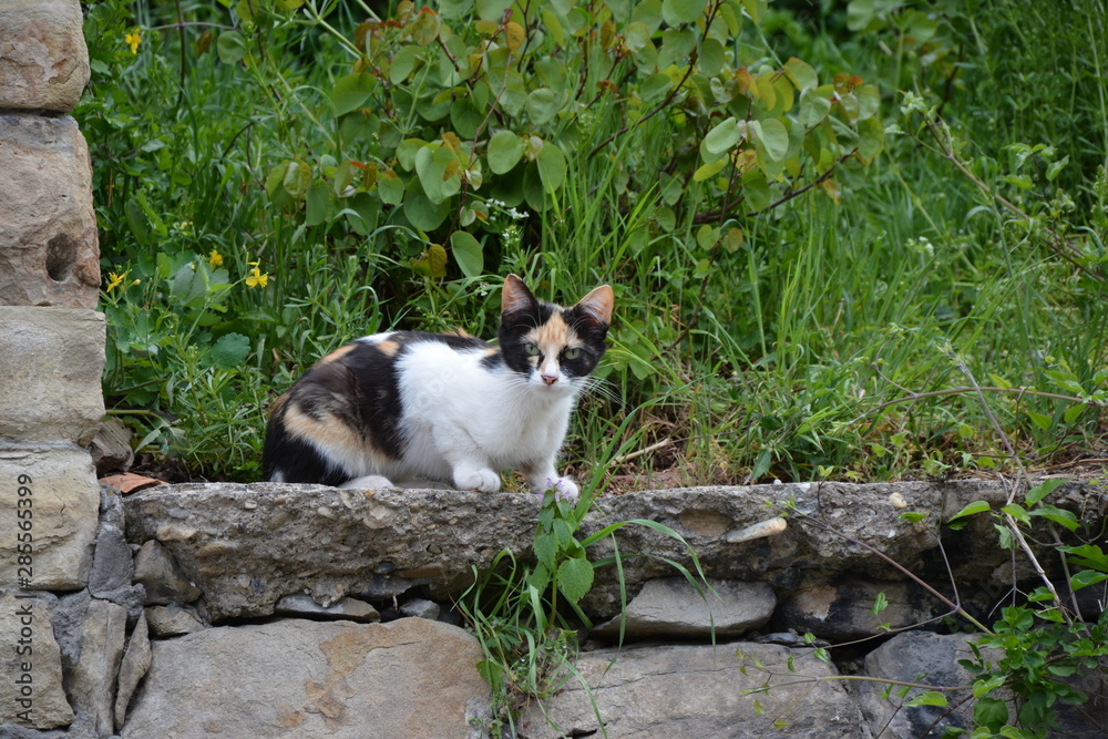 cat in the garden cat in the garden