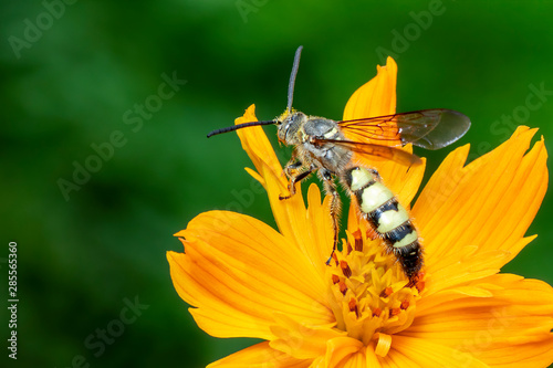 Image of Beewolf or Beewolves(Philanthus) on yellow flower on a natural background. Are bee-hunters or bee-killer wasps., Insect. Animal. photo
