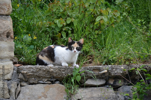 cat in the garden
