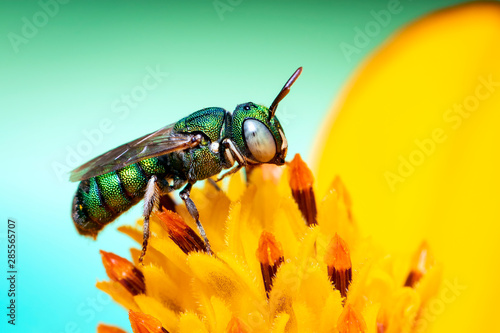 Image of Ceratina (Pithitis) smaragdula on yellow flower pollen collects nectar on a natural background. Bee. Insect. Animal.