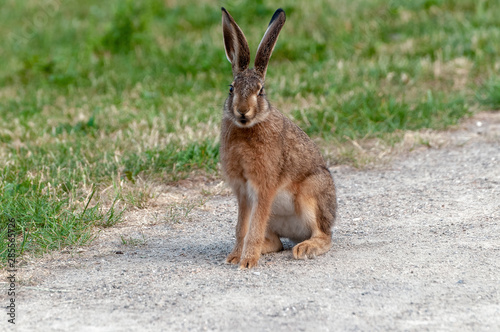 Cute little brown hare on a path