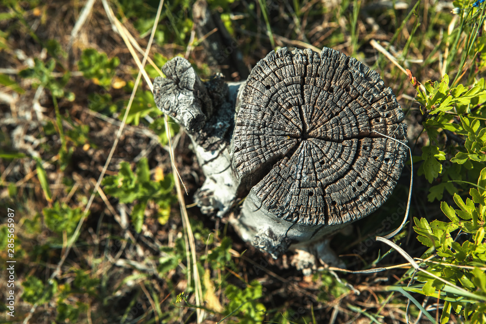 old birch stump in the forest old birch stump in the forest