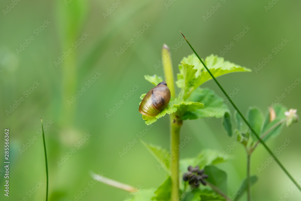 Amber Snail on Leaf in Summer Amber Snail on Leaf in Summer
