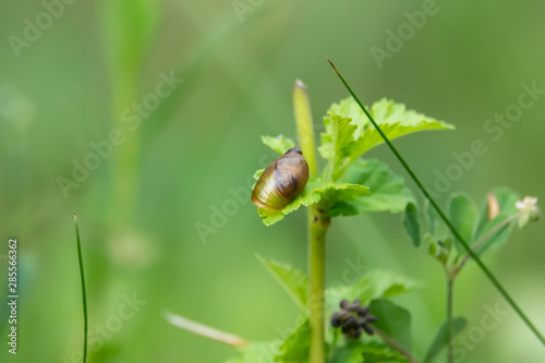 Amber Snail on Leaf in Summer