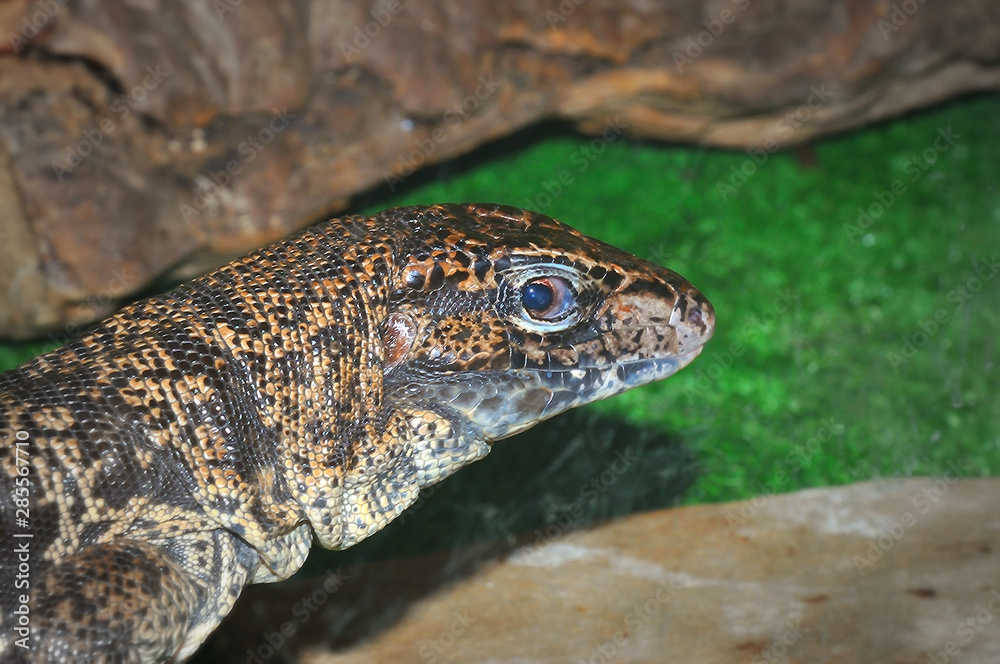 Naklejka premium The Lizard Tupinambis in the terrarium