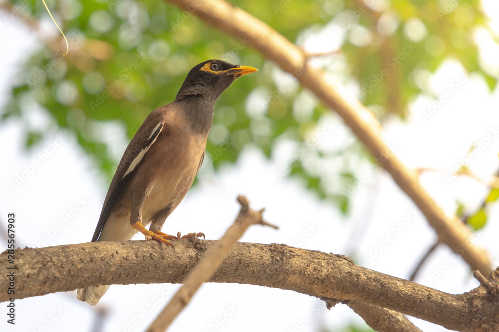 Common Myna (Acridotheres tristis) perching on a branch with yellow sunlight and blurred background. Common Myna (Acridotheres tristis) perching on a branch with yellow sunlight and blurred background.