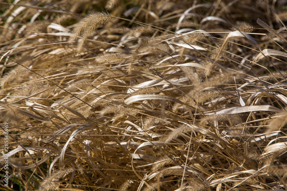 brown autumn grasses blowing in the wind; Kansas brown autumn grasses blowing in the wind; Kansas