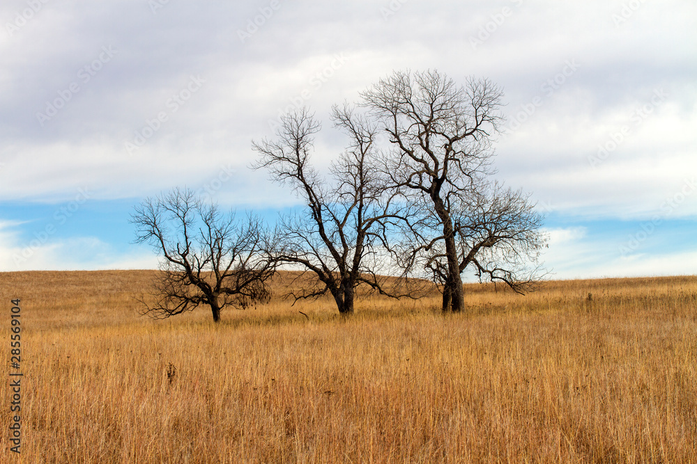 three bare trees on Kansas prairie hillside, clouds