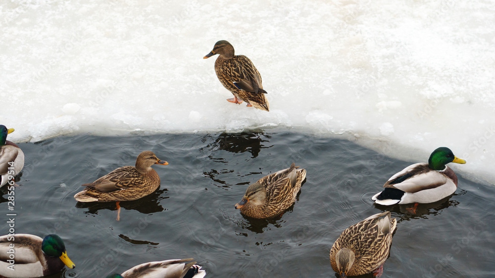 Many ducks did not fly away for the winter. Problems of birds in ice covered reservoir. Ducks winter in the city pond. Many ducks did not fly away for the winter. Problems of birds in ice covered reservoir. Ducks winter in the city pond.