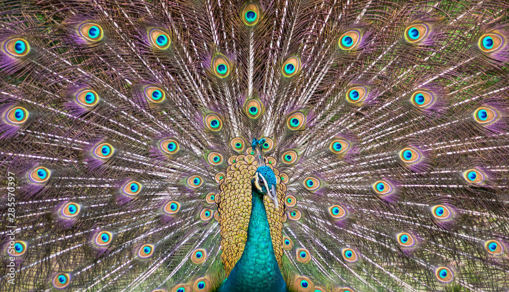 Fototapeta premium peacock beautiful and colorful opening wings and showing its beautifull colors