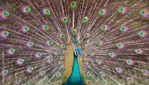 peacock beautiful and colorful opening wings and showing its beautifull colors