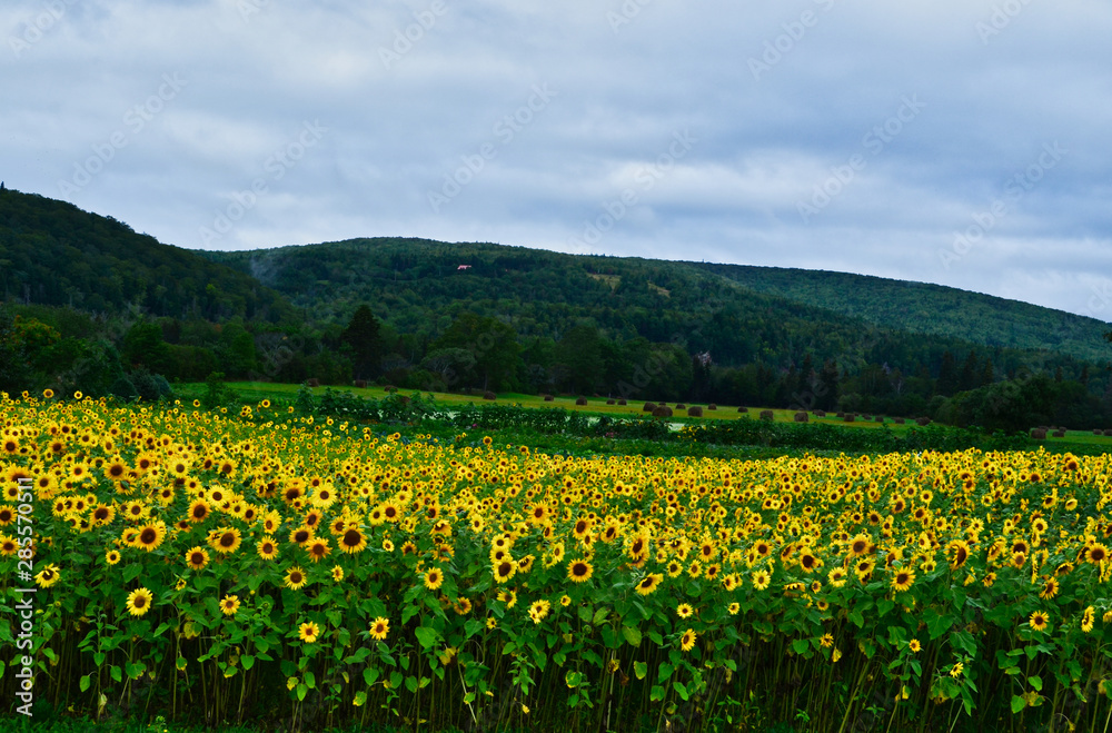 Sunflower Field on a Farm on the Cabot Trail in the Hills in Nova Scotia Canada
