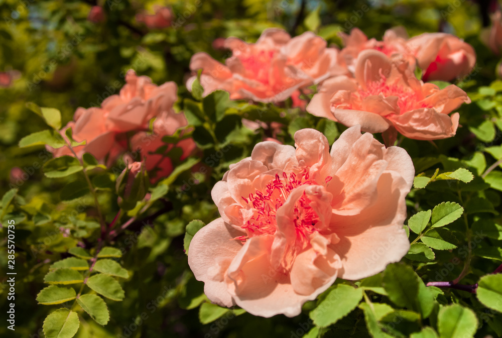 Orange flowers. Spring background. Sunny mood. Joy. Orange flowers. Spring background. Sunny mood. Joy.