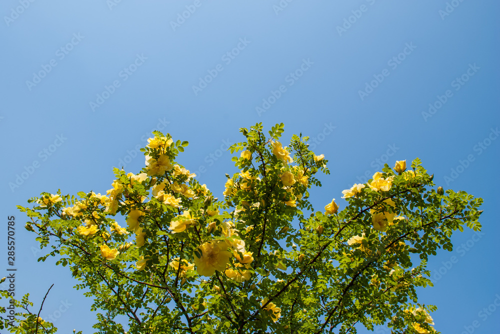Yellow roses. Spring background of flowers. Yellow roses. Spring background of flowers.