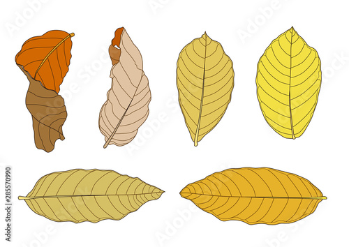 Colour brown dry leaf paint on white background illustration vector