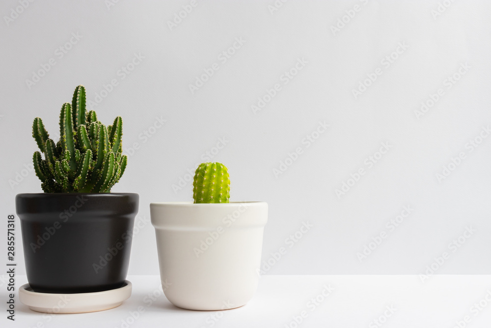 set of various cactus plants in pots. Cactus plant in different pot and view on table front of white wall