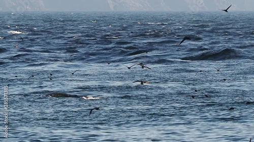 Gannets and shearwaters feeding on Caplin (Capelin) at the beach in St. Vincent’s, Newfoundland and Labrador, Canada.