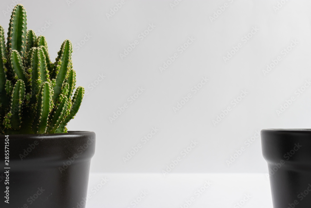 set of various cactus plants in pots. Cactus plant in different pot and view on table front of white wall