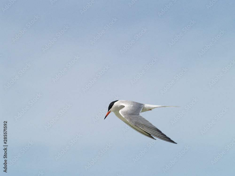 Royal Tern - thalasseus maximus los roques venezuela Royal Tern - thalasseus maximus los roques venezuela
