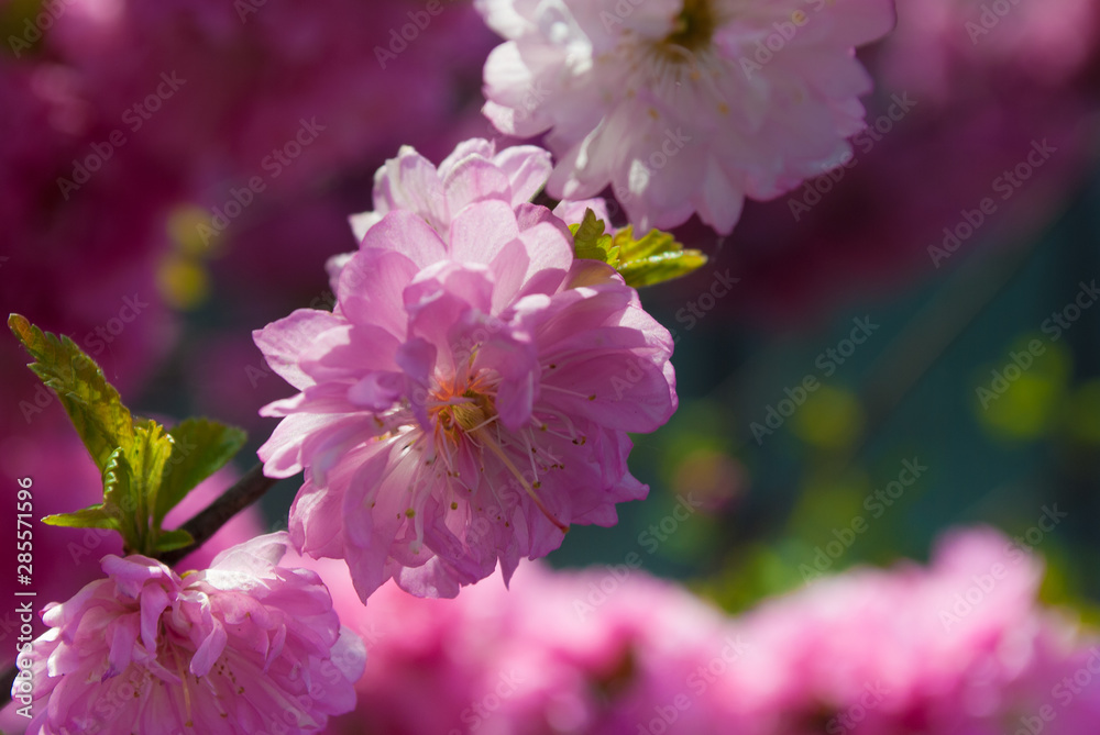 Floral background. Sakura. Plum tree flowers. Spring.