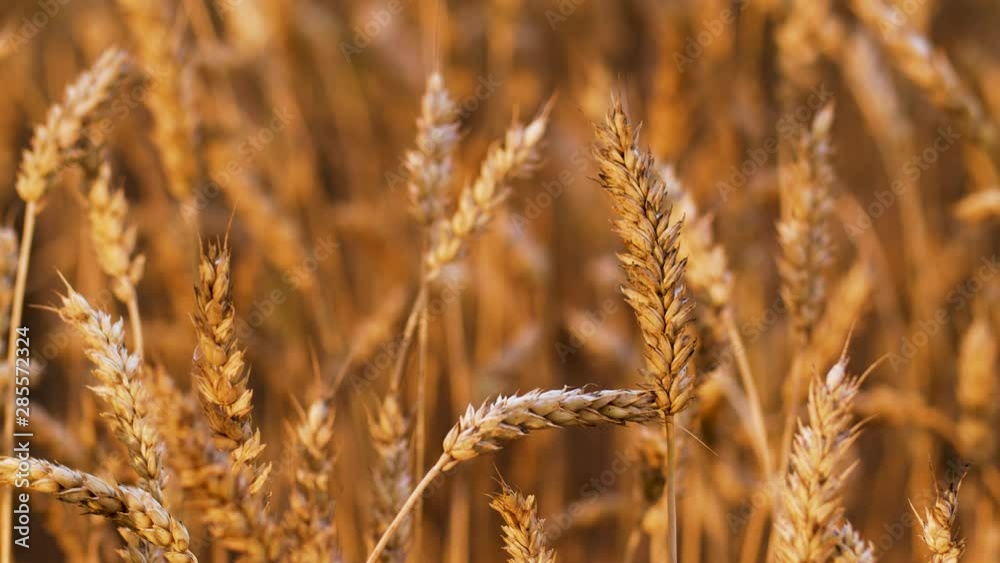 Cereal grain wheat is ready for harvesting