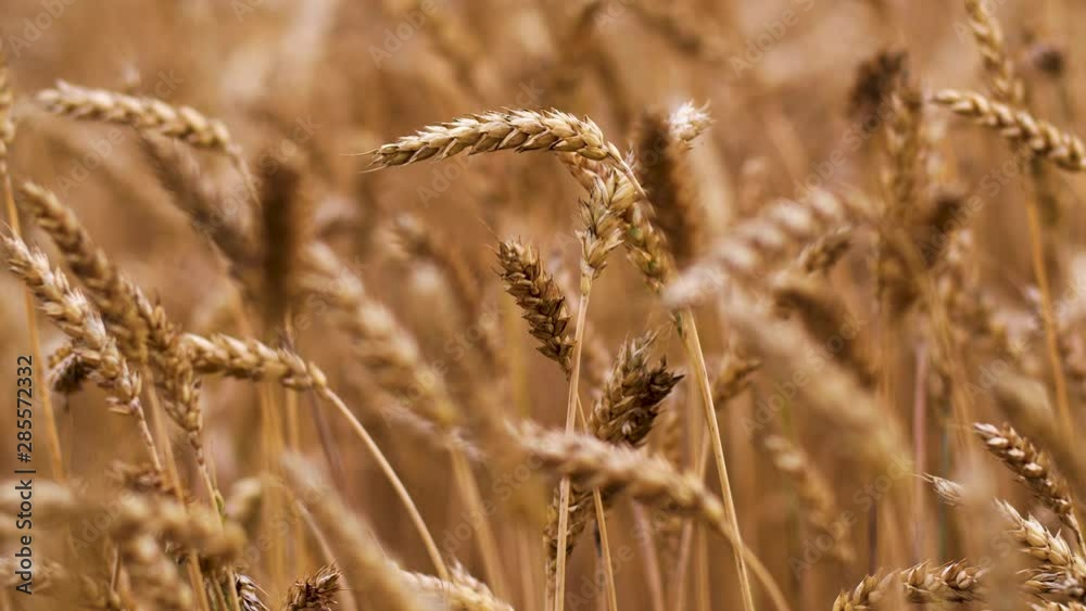 Cereal grain wheat is ready for harvesting Cereal grain wheat is ready for harvesting