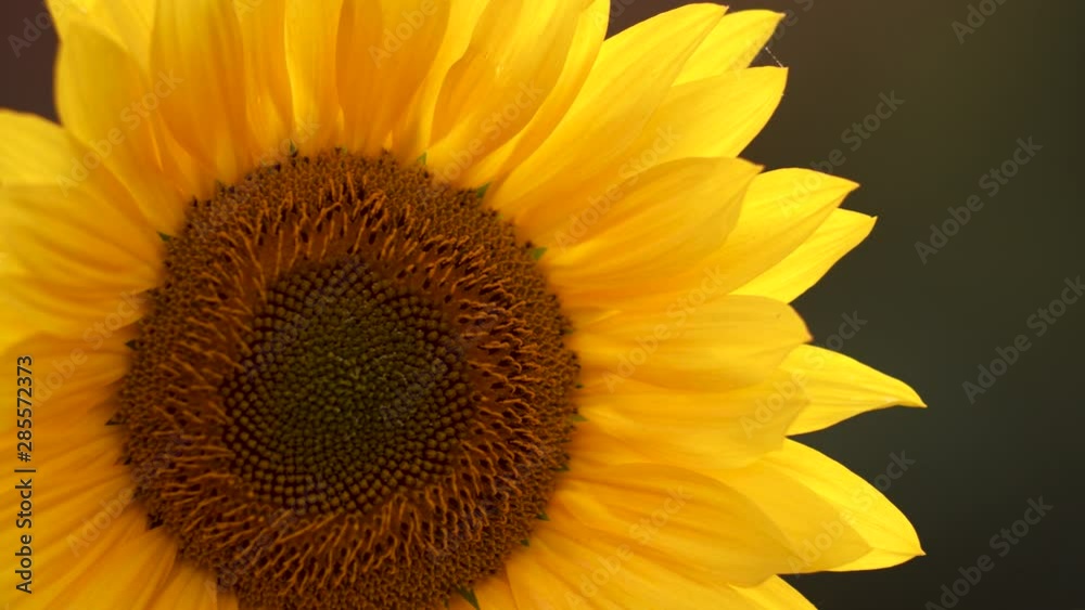 Sunflower blossoms in close-up evening golden hour light Sunflower blossoms in close-up evening golden hour light