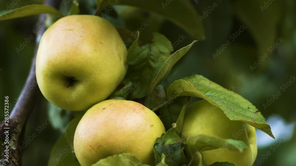 Green apples on apple tree ready to harvest Green apples on apple tree ready to harvest