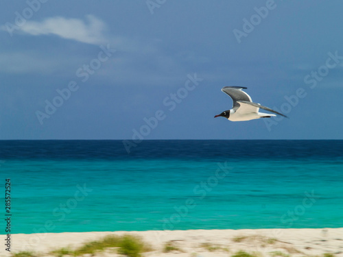 Seabirds full Animal Themes Flying Laughing Gull  Larus atricilla  South America archipi  lago Los Roques Venezuela   