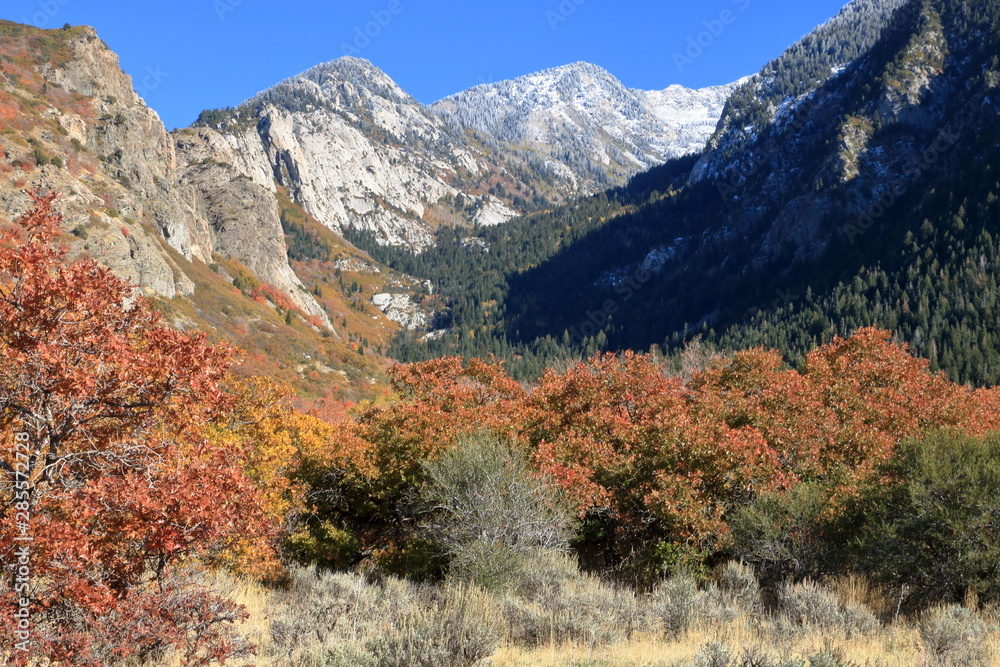 Autumn meadow in the Wasatch Mountains near Sandy, Utah