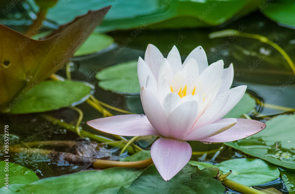 White water lilies. Harmony and relaxation. White water lilies. Harmony and relaxation.