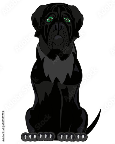 Vector illustration of the cartoon of the black dog mastiff