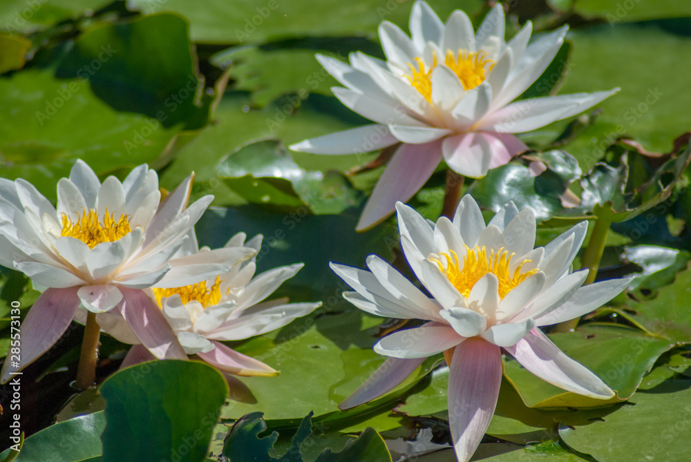 White water lilies. Harmony and relaxation. White water lilies. Harmony and relaxation.