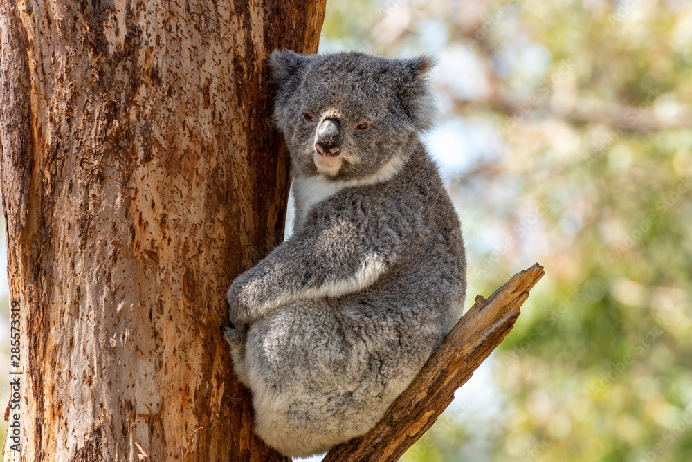 Obraz premium A grey koala looking at the camera sits on a tree brach while holding onto the brown tree trunk in Victoria, Australia