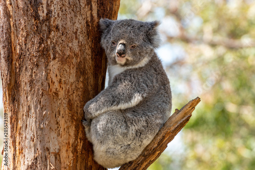 Fototapeta Naklejka Na Ścianę i Meble -  A grey koala looking at the camera sits on a tree brach while holding onto the brown tree trunk in Victoria, Australia