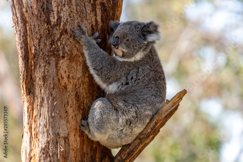 Fototapeta Naklejka Na Ścianę i Meble -  A grey koala sits on a tree brach while holding onto the brown tree trunk in Victoria, Australia
