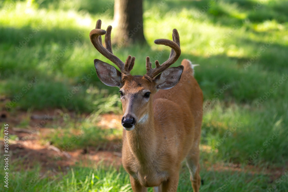 The deer with velvet on meadow in forest The deer with velvet on meadow in forest