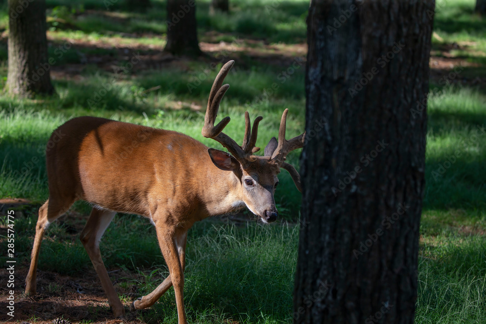 The deer with velvet on meadow in forest