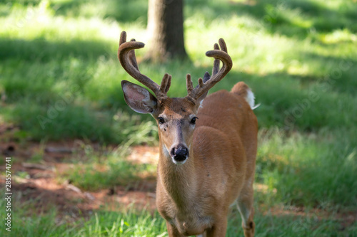 The deer with velvet on meadow in forest