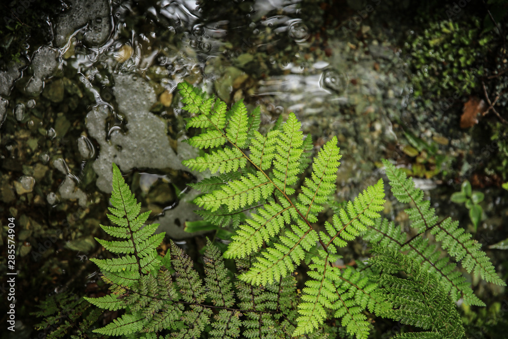 Green fern leaf on the background of dark flowing water Green fern leaf on the background of dark flowing water