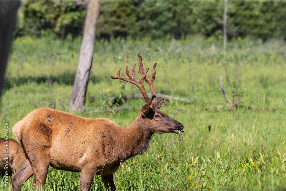 Wapiti, young elk in a conservation and wilderness area Wapiti, young elk in a conservation and wilderness area