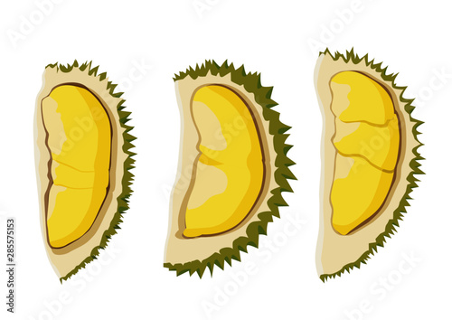 Durian fruit on white background  illustration vector 